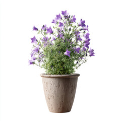 Fototapeta premium Potted flowering plant against white background