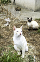 Fototapeta premium Stray cats in the street