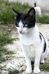 Stray cats in the street