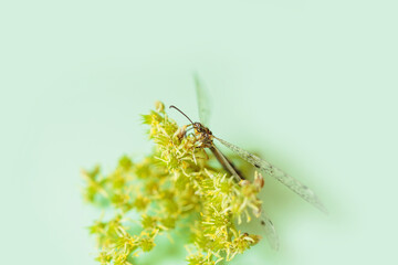 A dragonfly perches gracefully on a yellow-green flower, framed by a light green background. The soft lighting and delicate balance highlight the peacefulness of nature in this macro shot.