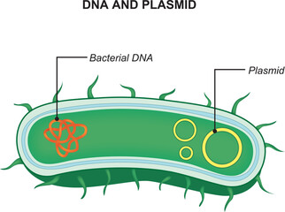 Bacterial dna and plasmid. Cross section of bacteria with a small extrachromosomal dna molecule. plasmids. Vector illustration isolated on white background.