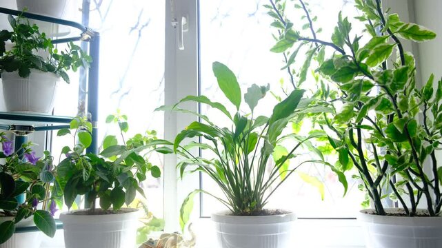 Spathiphyllum or peace lilies and  Euphorbia tithymaloides It is also known as Devil's backbone,  Redbird cactus. Purple flowers of Sinningia Thidea, Gloxinia. Air purifying house plants in home 