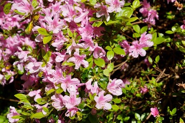 Beautiful Pink Azalea flowers in the Devon sunshine. 