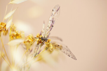 A dragonfly in repose on a dry flower, representing the fragile harmony of nature on a soft beige background.