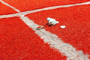 Farmers selecting Red Chilies Drying moment Under sun.
