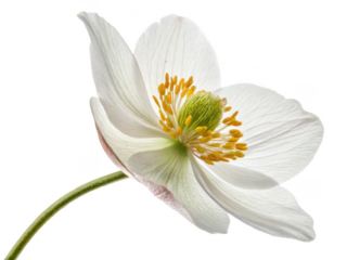 Aconite flower png purple flower png poisonous plant png garden flower png ornamental flower png monkshood flower png white background image