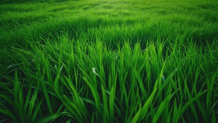 Obraz premium Outdoor wall covered in vibrant green plant growth and foliage