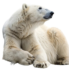 polar bear cub isolated on transparent background