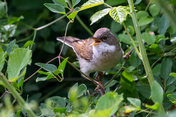 Common whitethroat bird singing near the bush. Warblers. Springtime in Greece. Curruca communis.