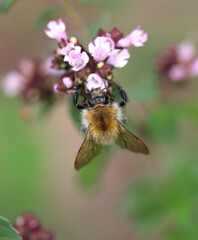 small brown bumblebee on wild marjoram flowers vertical, close-up of small bumblebee upright, bumblebee from above on pink flower, wild bee on Origanum majorana
