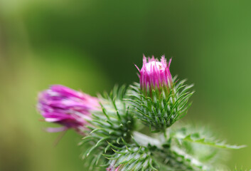 Blossoms and buds of a thistle, pink thistle blossom, green background, blossom opens slightly and shimmers pink and white, delicate small petals, Carduus flower