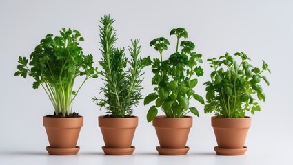 Fresh aromatic herbs in clay pots isolated on white background