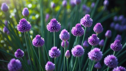 Obraz premium Close-Up of Purple Chive Blossoms: Gorgeous Floral Background in Summer Garden
