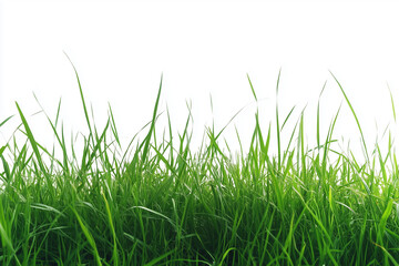 Fototapeta premium field of green grass with a white background. The grass is tall and lush, creating a peaceful and serene atmosphere