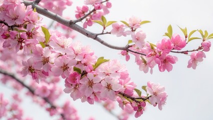 Fototapeta premium Springtime Cherry Tree with Blossoming Flowers on White Background