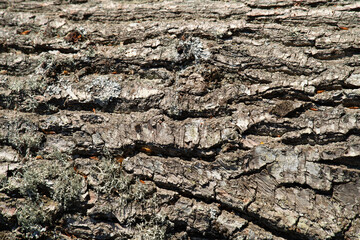 Detailed texture of tree bark showing lichens and natural patterns found in a forest setting during a sunny day