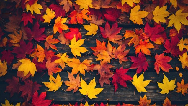 Colorful fall foliage with yellow and red leaves
