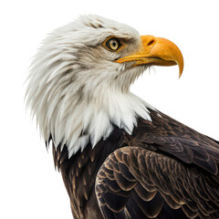 Obraz premium Eagle animal png bird of prey png large bird png majestic eagle png flying bird png hunting bird png white background image