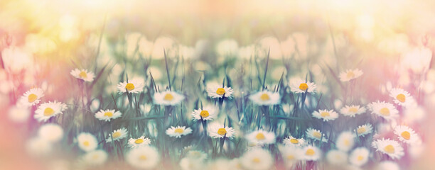 Daisy flower, selective and soft focus on daisies flowers, beautiful nature in spring, colorful background, spring flower background