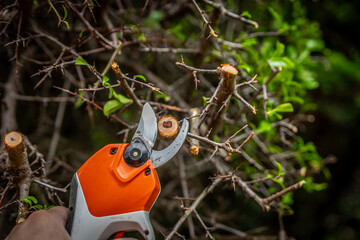 Garden work of spring. Farmer prunes and cuts shrubs in the garden with cordless shears or...