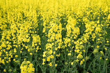 Vibrant yellow flowers blooming in a vast field during springtime near the countryside