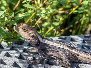 Jacky dragon in Royal national park, Australia