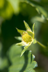 Garden strawberry flower, fruit buds.
