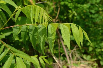 Close-up and full shots of Juglans regia showing its leaves, catkins, trunk bark, and ripening green fruits.

