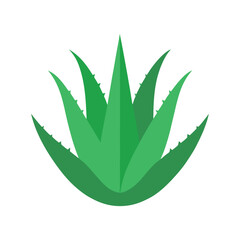 Isolated aloe vera plant vector illustration with healing properties and green leaves