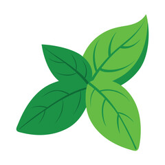 Naklejka premium Fresh basil leaves vector illustration aromatic culinary herb ingredient isolated on white