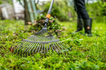 Gardener raking cutting leaves  and shrubs in the garden. Garden rake. Spring garden. Garden work.