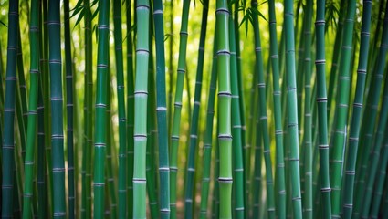 Fototapeta premium Background with green bamboo fence texture and bamboo panorama
