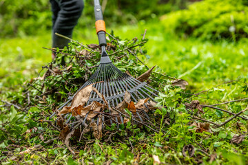 Gardener raking cutting leaves  and shrubs in the garden. Garden rake. Spring garden. Garden work.
