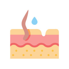 Cross section of skin and hair follicle illustration