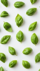 Fototapeta premium Fresh Basil Leaves Pattern on White Background Overhead Flat Lay Food Photography Herb Ingredient Culinary Aroma