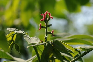 High-resolution photos of Juglans mandshurica including leaves, male flowers (catkins), fruits, bark, and structure for botanical and educational use.

