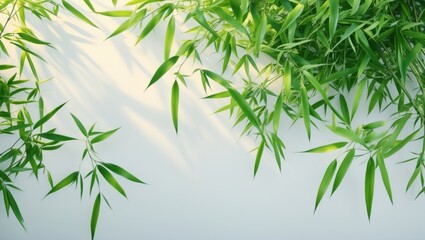 Obraz premium Bamboo leaves and branches on a white background for foliage display