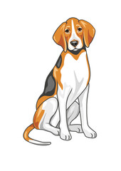 Sitting foxhound isolated on white