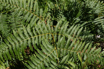 Girl doing exercises in the room