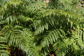 Fern leaf background	