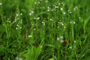 Veronica serpyllifolia (thymeleaf speedwell, thyme-leaved speedwell)