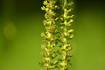 High-resolution photos of Juglans mandshurica including leaves, male flowers (catkins), fruits, bark, and structure for botanical and educational use.

