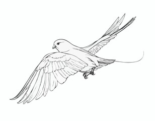 Minimalist Line Art
