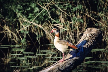 Nilgans auf einem Stamm
