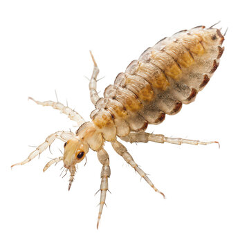 Louse animal png tiny parasite png head louse png human scalp insect png itchy bug png close-up louse png white background image