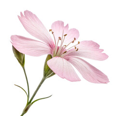 Fototapeta premium Maiden pink flower png Dianthus deltoides png groundcover flower png small pink blooms png perennial plant png white background image
