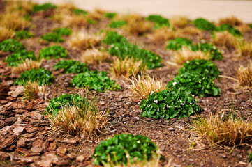 green plants thriving amid dry mulch and sparse brown grass, highlighting sustainable landscaping....