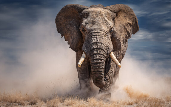photorealistic elephant charging toward the camera through dust clouds in wild nature environment powerful frontal wildlife portrait with intense motion
