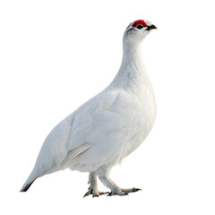 Partridge animal png ground bird png game bird species png chubby wild bird png festive bird png white background image