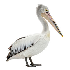 Obraz premium Pelican animal png large-beaked bird png coastal seabird png pouch-billed flyer png ocean bird png white background image
